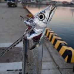 湾奥タチウオまだいてる