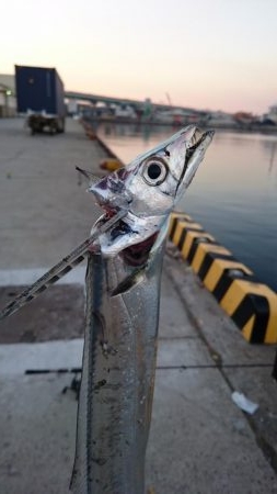 湾奥タチウオまだいてる