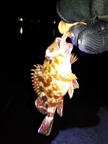 久しぶりのアジング