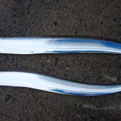 渋いながらも湾奥ならまだ釣れる