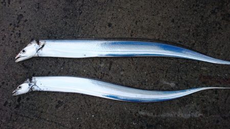 渋いながらも湾奥ならまだ釣れる