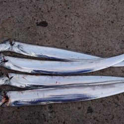 湾奥タチウオ完全復活!!