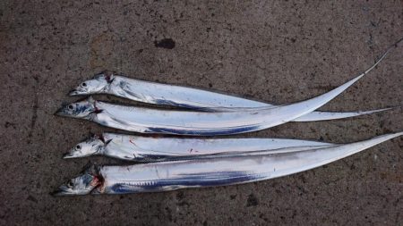 湾奥タチウオ完全復活！！