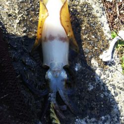 アオリイカエギング