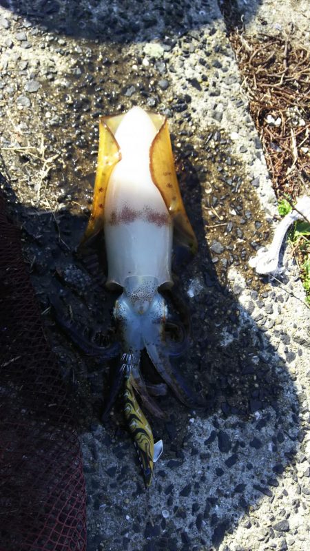 アオリイカエギング