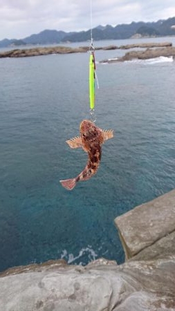 磯からのガシラ(アラカブ)連発