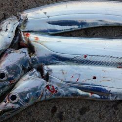 湾奥タチウオ3匹