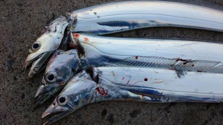 湾奥タチウオ３匹