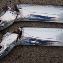 X\’masｲﾌﾞ タチウオ釣行