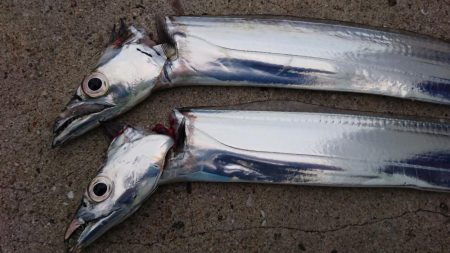 X\’masｲﾌﾞ タチウオ釣行