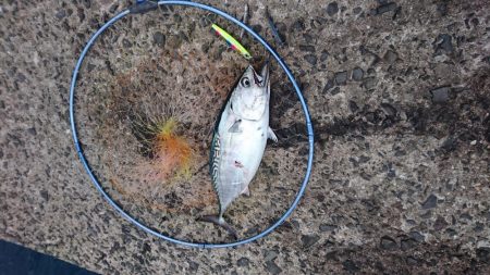 堤防からのデブ鯖(￣▽￣;)