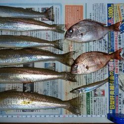 終盤を迎える二見の落ちギス