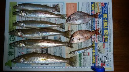 終盤を迎える二見の落ちギス