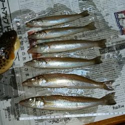 暴風の白灯台波止で落ちギス狙い