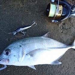 オニヒラアジ爆釣果しました！