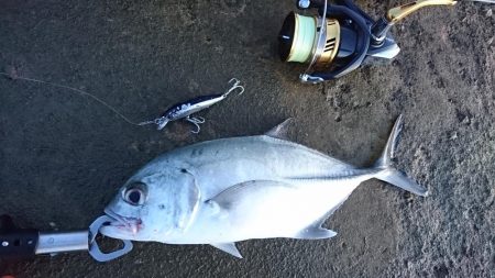 オニヒラアジ爆釣果しました！