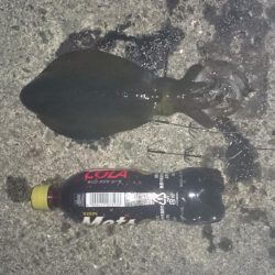 本日も先週に引き続き風がないので行って来ました。