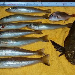 暴風の中で落ちギス狙い