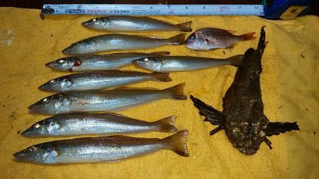 暴風の中で落ちギス狙い