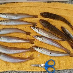 シーズン最終の淡路釣行