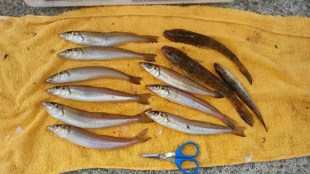 シーズン最終の淡路釣行