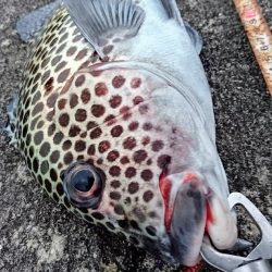 夕方防波堤からチョウチョウコショウダイ