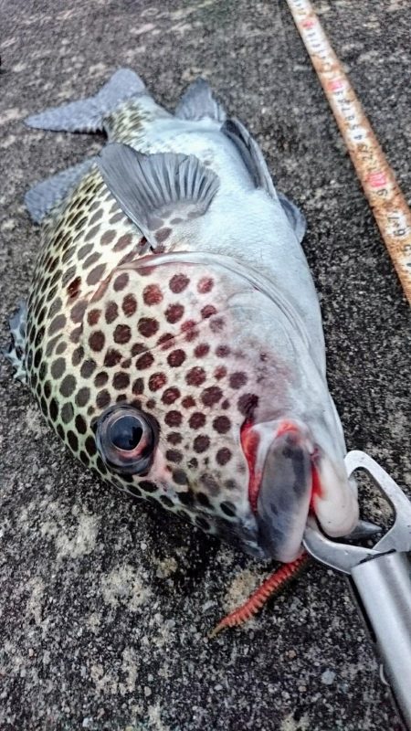 夕方防波堤からチョウチョウコショウダイ