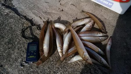 シーズン最終釣行で播磨新島へ