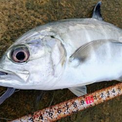 早朝サンドワームなら1投目からヒットしました。