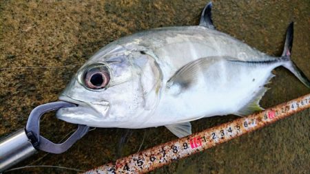 早朝サンドワームなら1投目からヒットしまし…