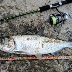 夕方港で古代魚ターポン!