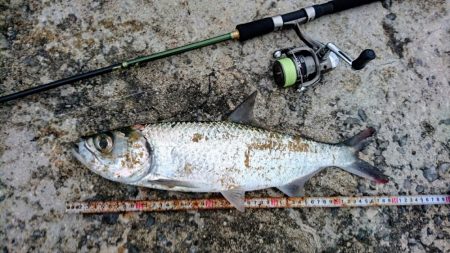 夕方港で古代魚ターポン!
