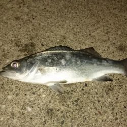 クリスマス釣りー