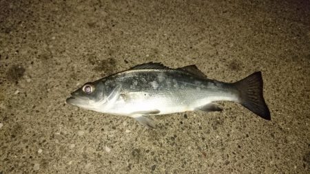 クリスマス釣りー