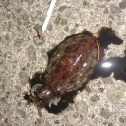 アジ&メバル探索