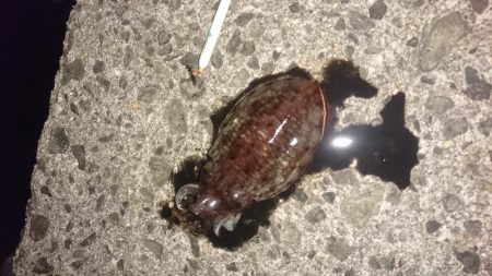 アジ&メバル探索