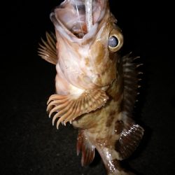 癒しのガシラゲーム