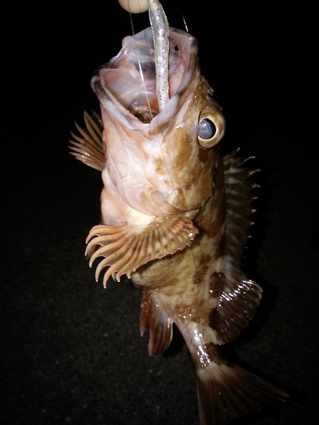 癒しのガシラゲーム