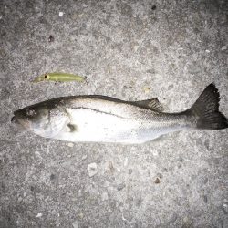 大荒れのライトゲーム