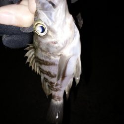 爆風メバリング