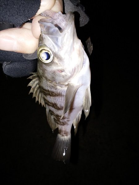 爆風メバリング