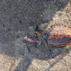 ラストコウイカ