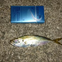 タチウオ終わりかな、アジはまあまあ