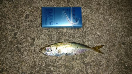 タチウオ終わりかな、アジはまあまあ