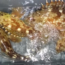 今年最後のェギング！