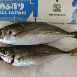 ナイトアジング