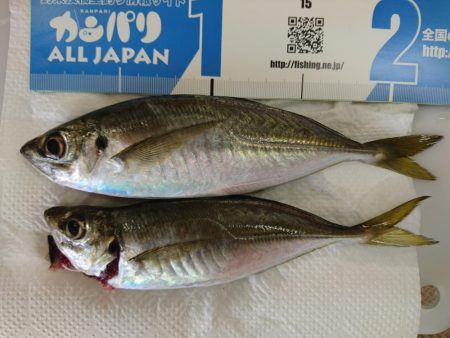 ナイトアジング