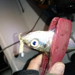 久しぶりのボートアジング