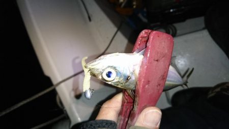 久しぶりのボートアジング