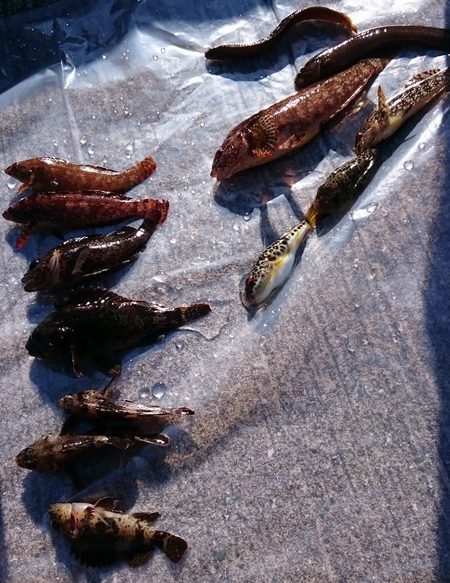 爆風の中、根魚狙い